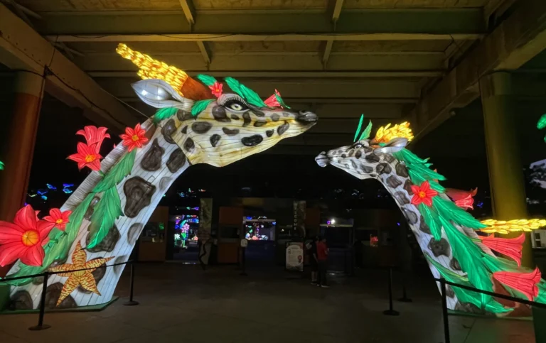 Illuminature Dallas Zoo glowing giraffe display